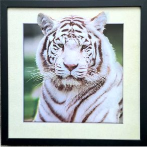 Poster med ramme i 3D, Ramme med hvit tiger