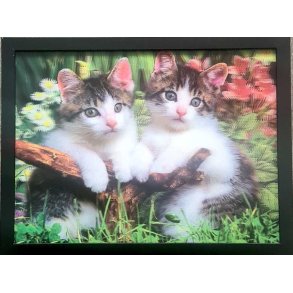 Poster med ramme i 3D, 2 Katter p tre