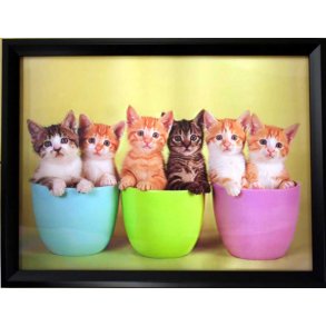 Poster med ramme i 3D, Katter I Kopp