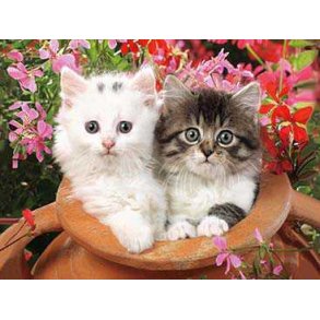 Poster med ramme, Cats in Pot