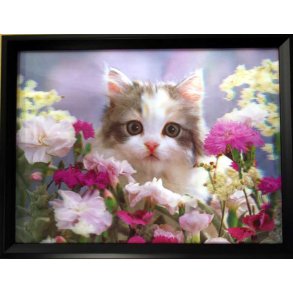 Poster med ramme i 3D, Katt med blomster