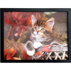 Poster med ramme i 3D, Kattunge