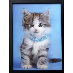 Poster med ramme i 3D, Katt med halsbnd