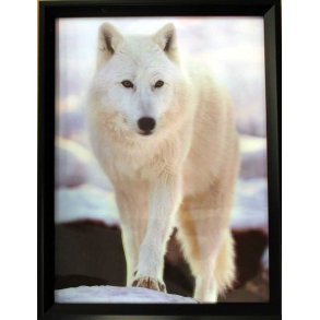 Poster med ramme i 3D, Hvit ulv